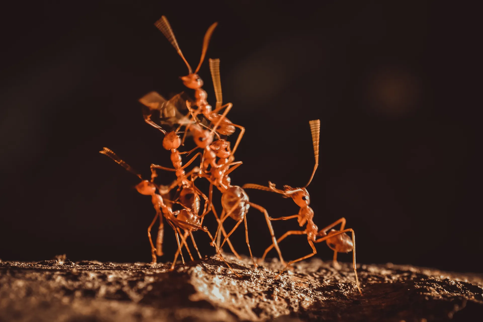 Professional ant control service by Southwest Weed & Pest Solutions - expert technician treating property in New Mexico