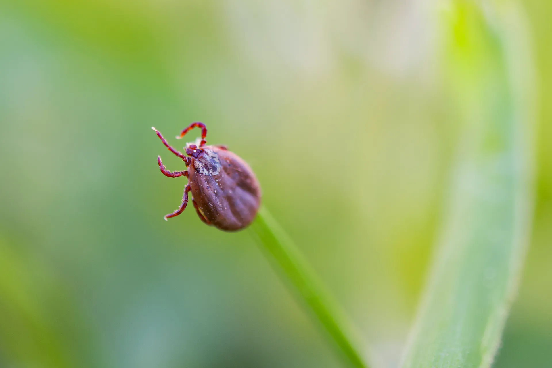 Professional flea tick-control service by Southwest Weed & Pest Solutions - expert technician treating property in New Mexico