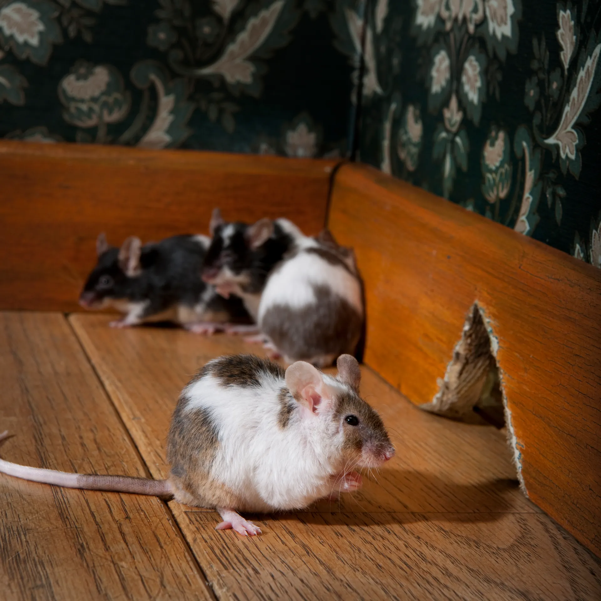 Professional rodent control service by Southwest Weed & Pest Solutions - expert technician treating property in New Mexico