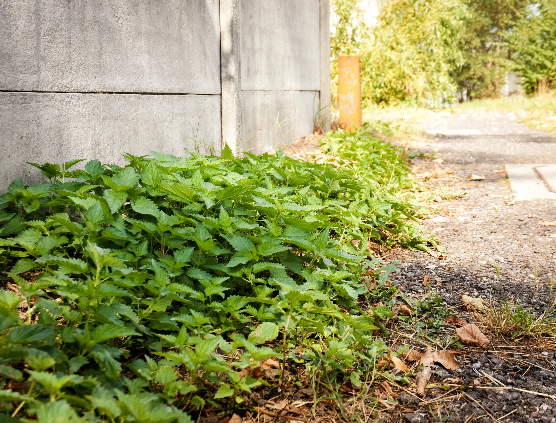 Professional weed control service by Southwest Weed & Pest Solutions - expert technician treating property in New Mexico